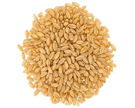 PŠENICA KRMNA 10KG AGROLIT