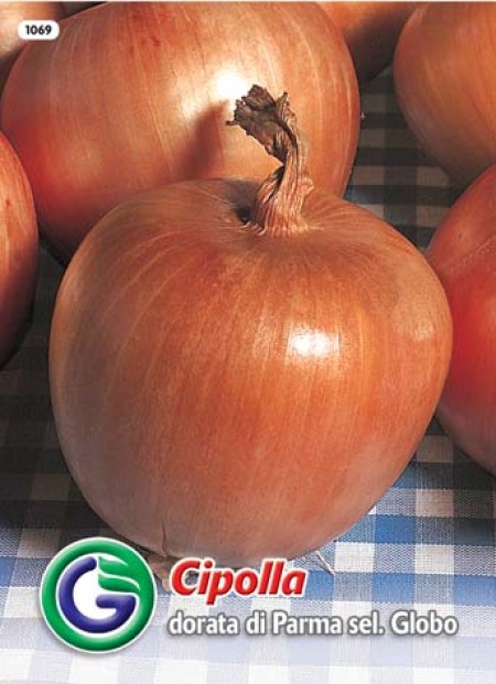 SEME ČEBULA DORATA DI PARMA SEL.GLOBO (1069)