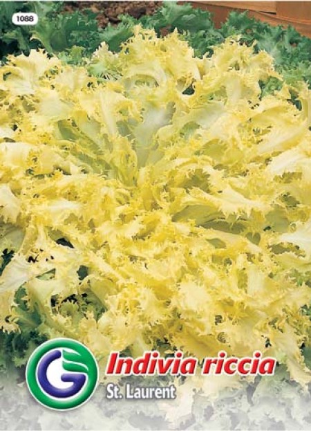 SEME ENDIVIJA RICCIA ST.LAURENT (1088)