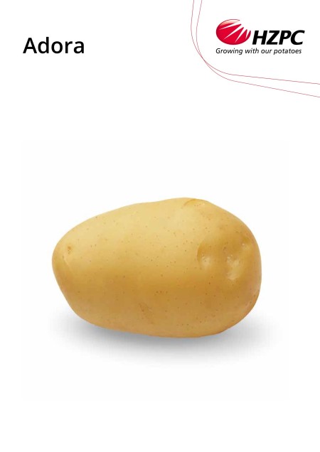 KROMPIR ADORA "A" 35/50 10 KG - AGROLIT