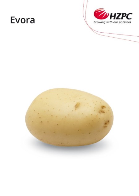 KROMPIR EVORA "A" 28/35  5KG - AGROLIT