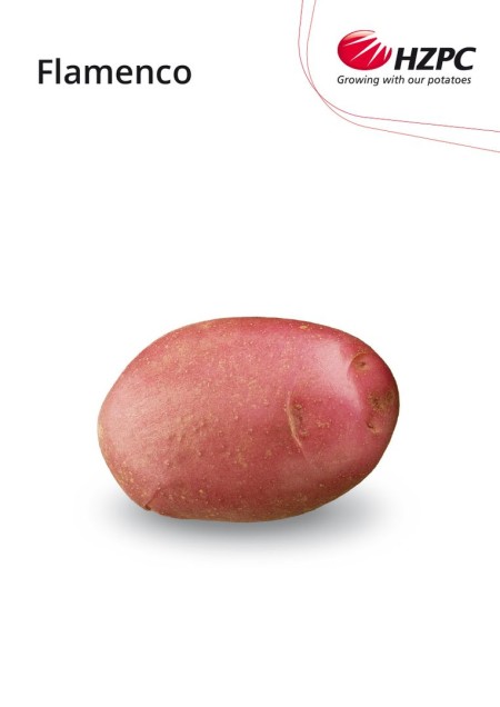 KROMPIR FLAMENCO "A" 28/35  25KG - AGROLIT
