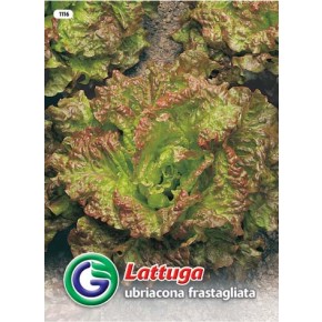 SEME SOLATA UBRIACONA FRASTAGLIATA (1116)