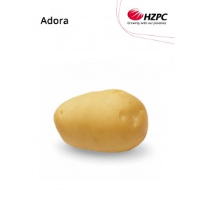 KROMPIR ADORA "A" 35/50  5KG - AGROLIT