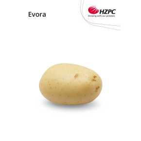 KROMPIR EVORA "A" 28/35  5KG - AGROLIT