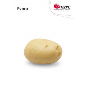 KROMPIR EVORA "A" 35/55  5KG - AGROLIT