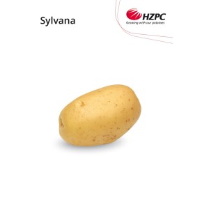 KROMPIR SYLVANA "A" 35/55  5KG - AGROLIT