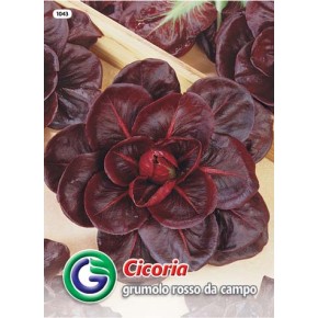 SEME RADIČ GRUMOLO ROSSO DA CAMPO 3 (1043)