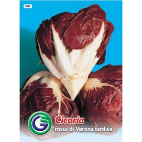 SEME RADIČ ROSSA DI VERONA TARDIVA (1057)
