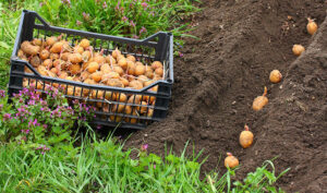 Kako pravilno kaliti semenski krompir