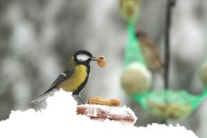 Zimsko hranjenje ptic